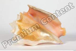 Seashell 0047